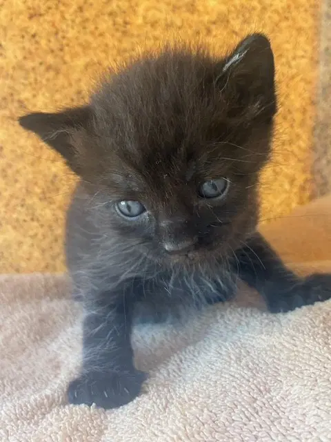 Officer - Left Front - Domestic Short Hair
