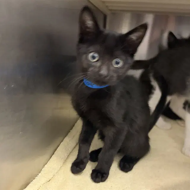 Officer - Left Front - Domestic Short Hair