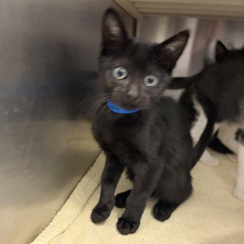 Officer - Left Front, Domestic Short Hair (medium coat)