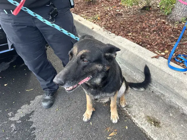 Buddy - German Shepherd Dog