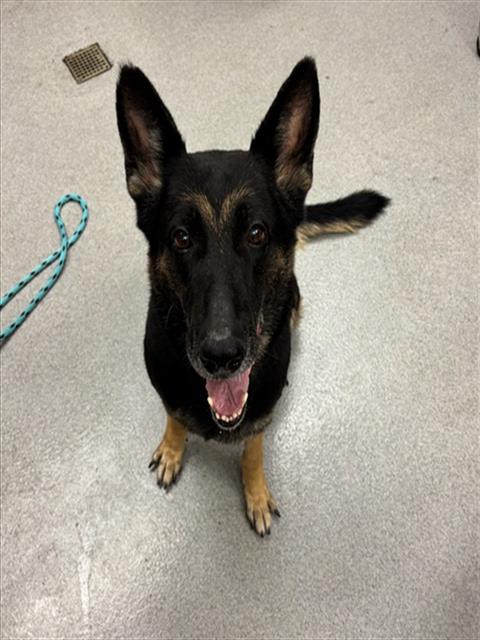 Ladybug, German Shepherd Dog (medium coat)