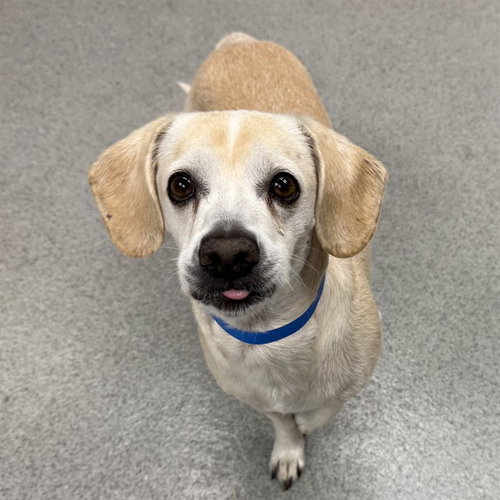 Bentley, Beagle / Mixed (medium coat)