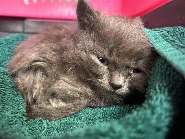 Luna - Domestic Short Hair