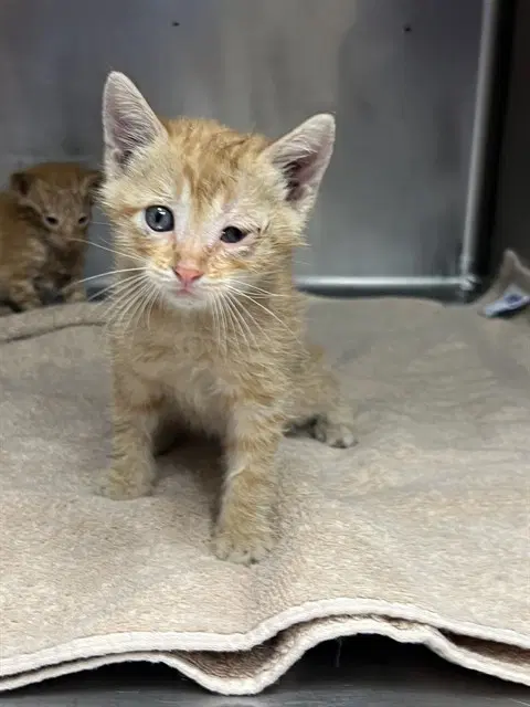 Unknown - Domestic Short Hair