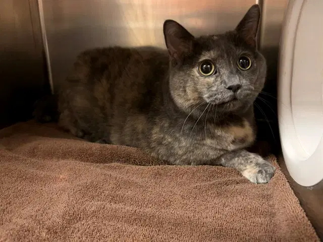 Lilo - Domestic Short Hair
