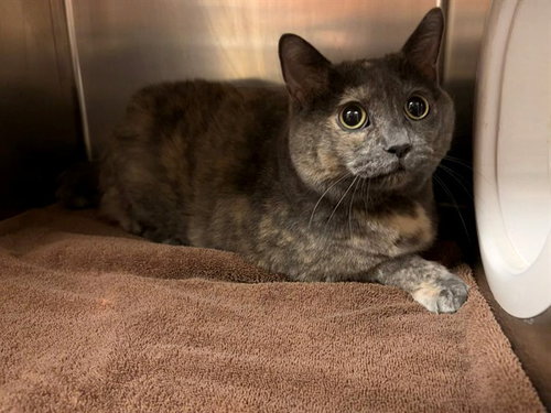 Lilo, Domestic Short Hair (medium coat)
