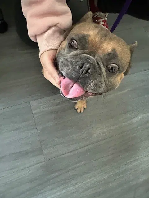 Chilaquil - French Bulldog