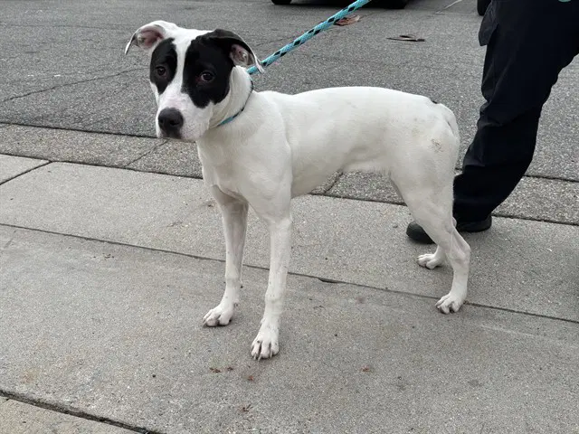 Unknown - Pit Bull Terrier
