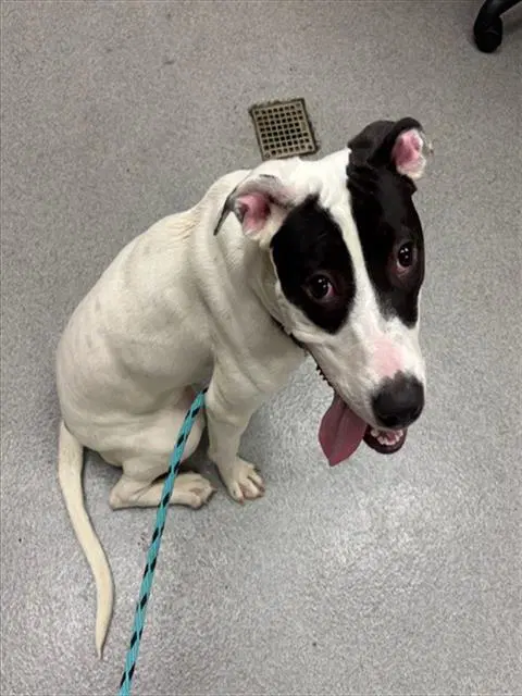 Unknown - Pit Bull Terrier