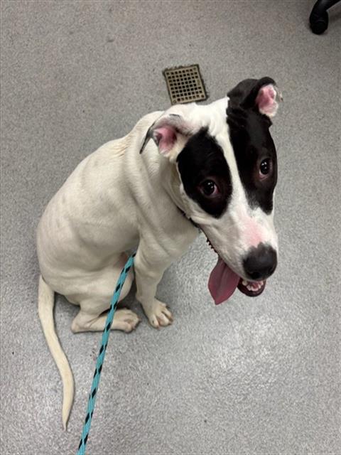 Whitney, Pit Bull Terrier / Mixed (medium coat)