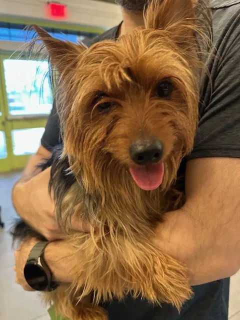 Unknown - Yorkshire Terrier Yorkie