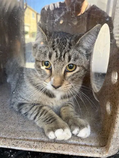 Unknown - Domestic Short Hair