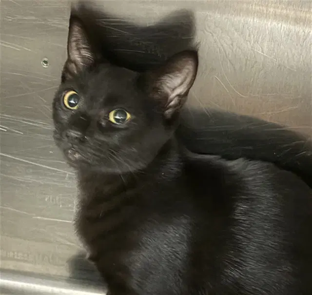 Unknown - Domestic Short Hair