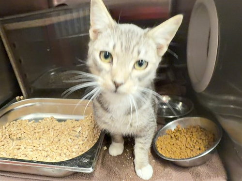 Culinary 2, Domestic Short Hair (medium coat)