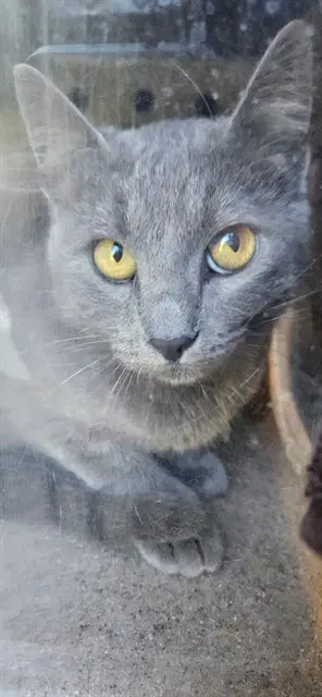 Agate - Domestic Short Hair