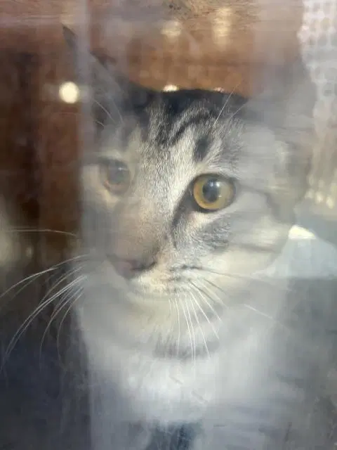 Culinary - Domestic Short Hair