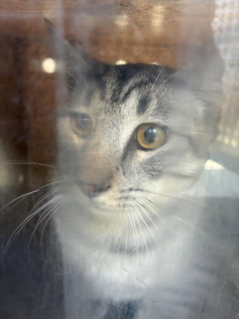 Culinary 4, Domestic Short Hair (medium coat)