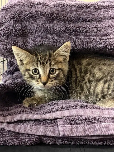 Unknown - Domestic Short Hair