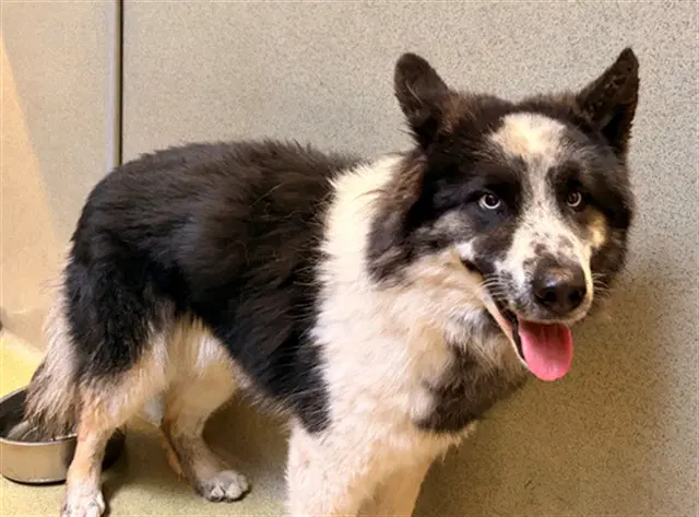 Unknown - Border Collie