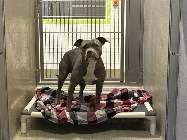 Ladybug - American Pit Bull Terrier