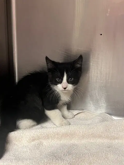 Culinary - Domestic Short Hair