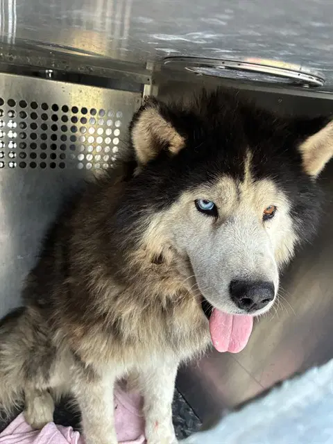 Kiba - Siberian Husky