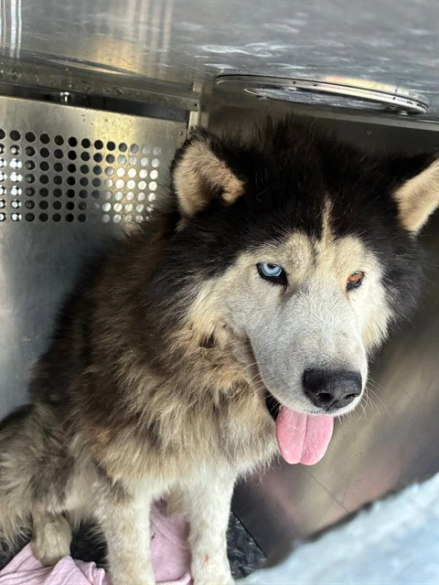 Kiba