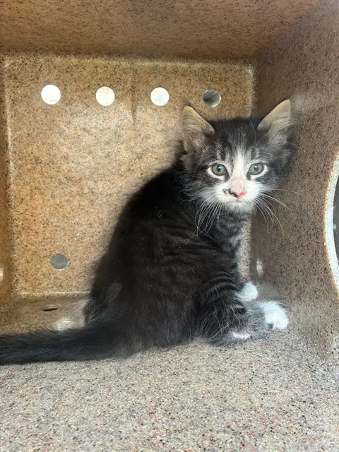 Culinary - Domestic Short Hair