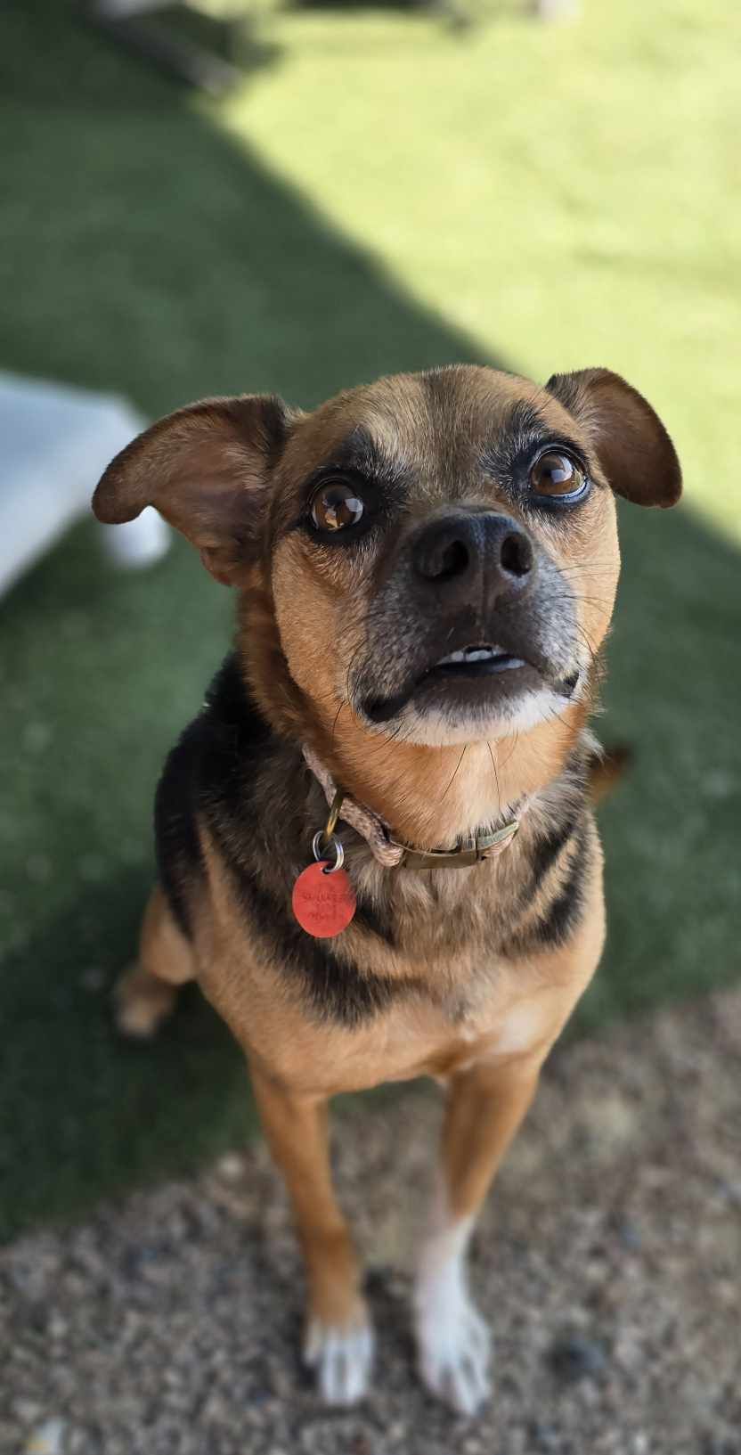 adoptable Dog in Phoenix, AZ named Rocky