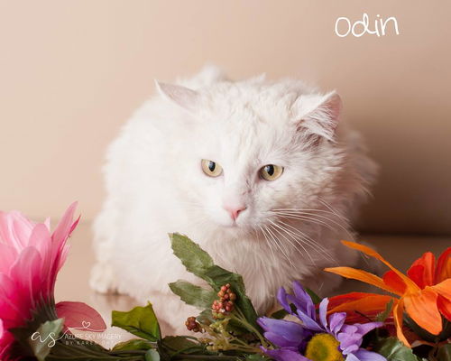 Odin