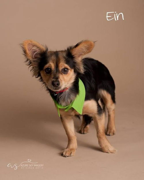 Ein