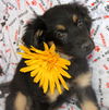 Finley