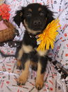 Finley