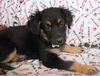 Finley