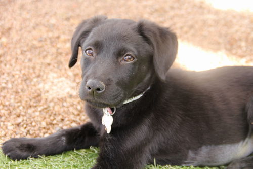 Ainsley