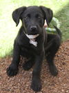 Ainsley