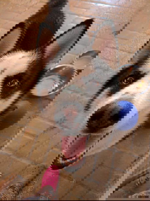 Ace