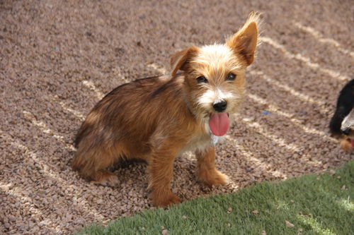 Cajun