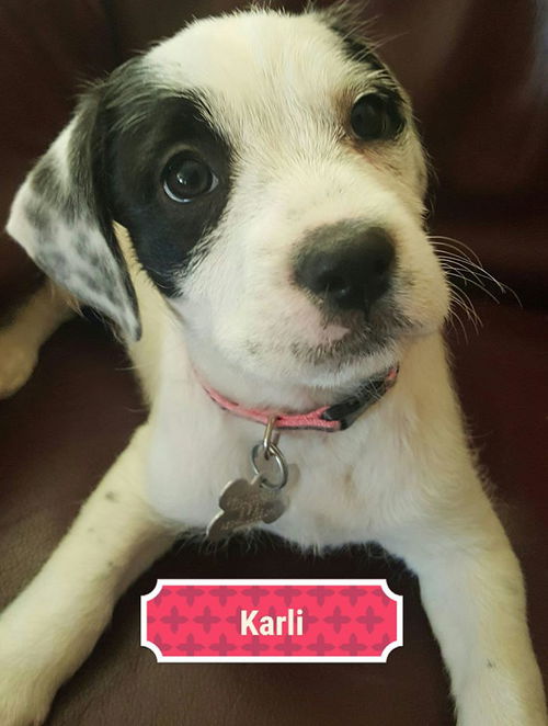 Karli