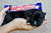 Baby Ruth