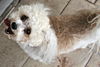 Otto