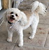 Otto