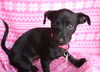 Josie
