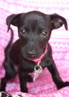 Josie