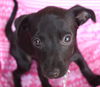 Josie