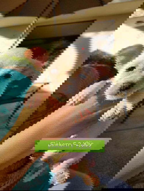 Einhorn