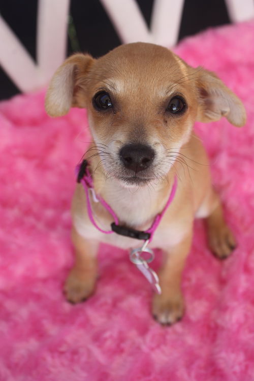 Zadie