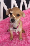 Zadie