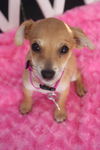 Zadie