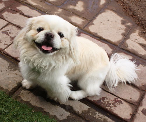 Baby Falkor